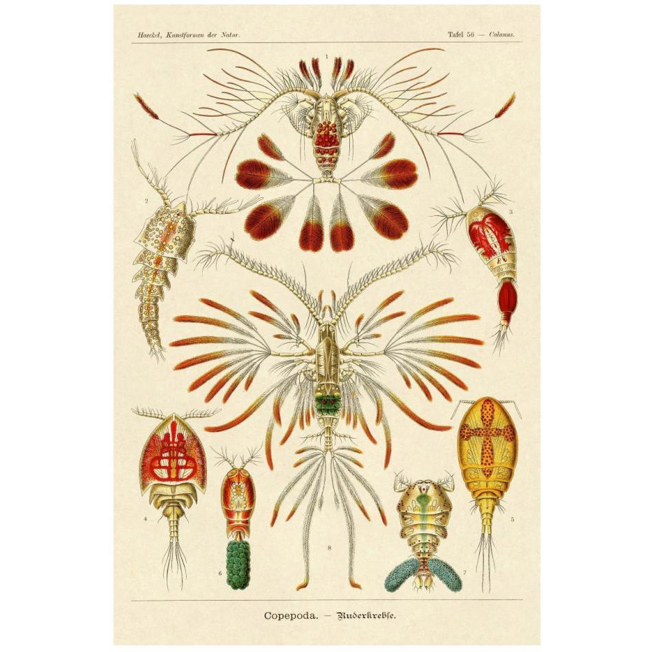 Haeckel Nature Illustrations Crustaceans-Paper Art-18&quotx26"