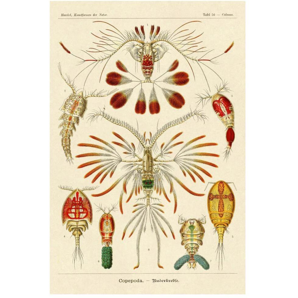 Haeckel Nature Illustrations Crustaceans-Paper Art-34&quotx50"
