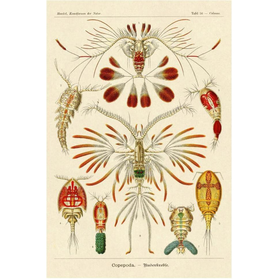 Haeckel Nature Illustrations Crustaceans-Paper Art-42&quotx62"