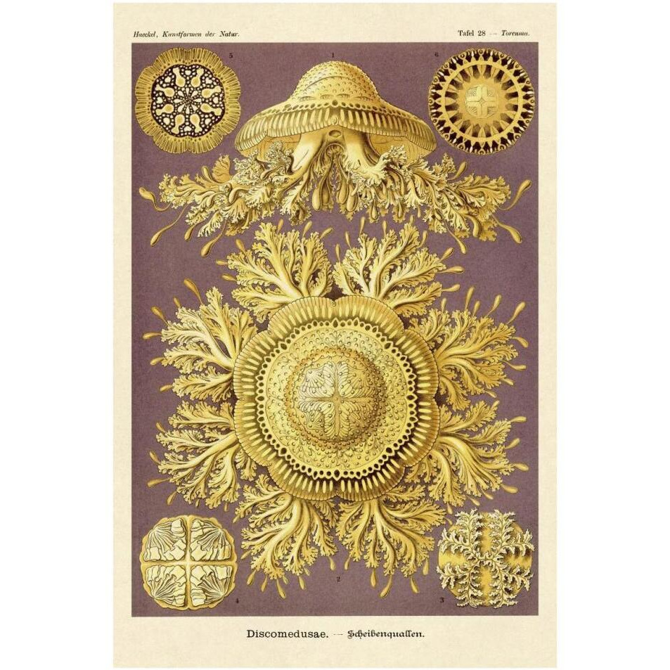 Haeckel Nature Illustrations Jelly Fish-Paper Art-26&quotx38"