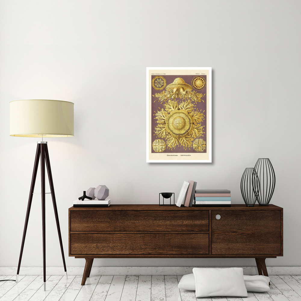 Haeckel Nature Illustrations Jelly Fish-Paper Art-26&quotx38"