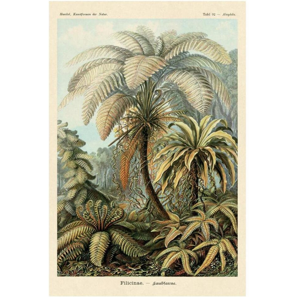 Haeckel Nature Illustrations Ferns-Paper Art-14&quotx20"