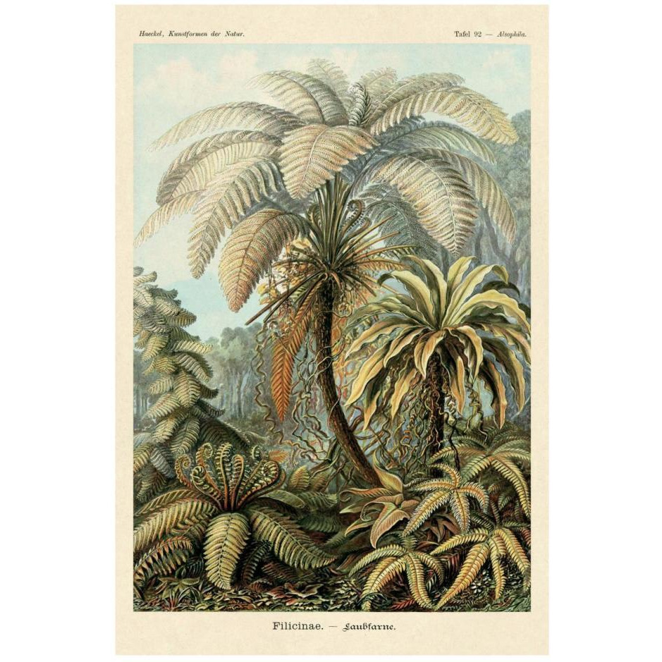 Haeckel Nature Illustrations Ferns-Paper Art-18&quotx26"