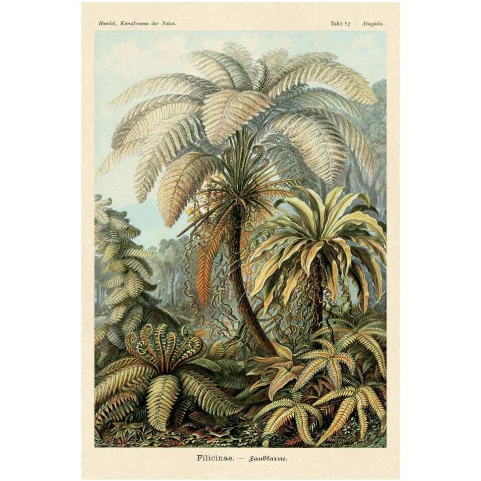 Haeckel Nature Illustrations Ferns-Paper Art-26&quotx38"