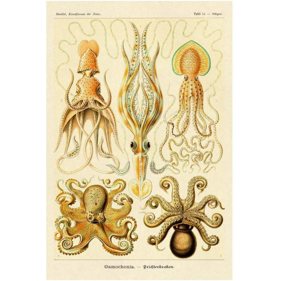 Haeckel Nature Illustrations Cephlopods-Paper Art-14&quotx20"