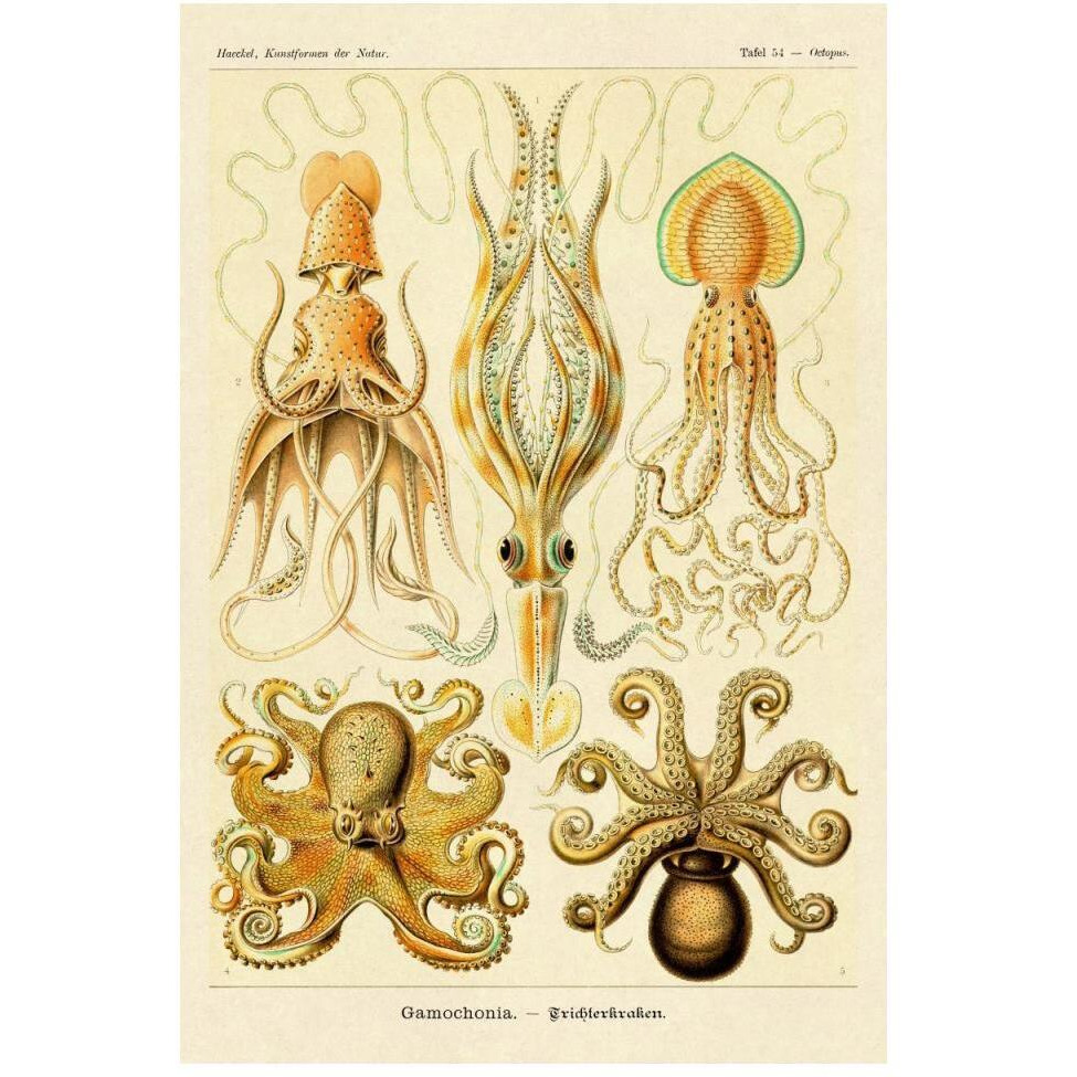 Haeckel Nature Illustrations Cephlopods-Paper Art-34&quotx50"