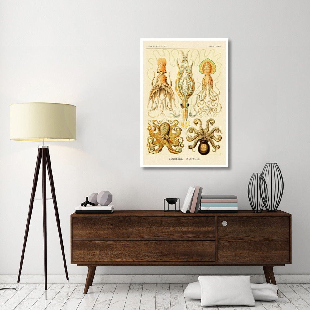 Haeckel Nature Illustrations Cephlopods-Paper Art-34&quotx50"