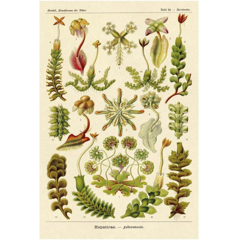 Haeckel Nature Illustrations Corals-Paper Art-14&quotx20"