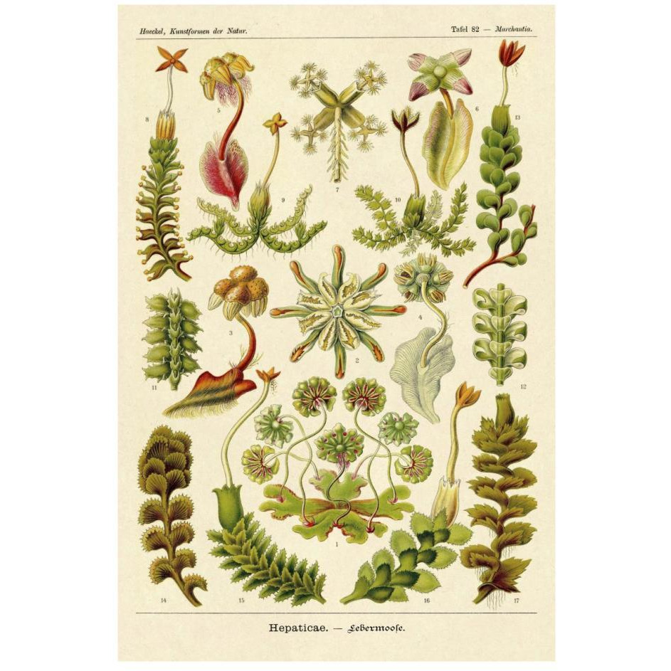 Haeckel Nature Illustrations Corals-Paper Art-18&quotx26"