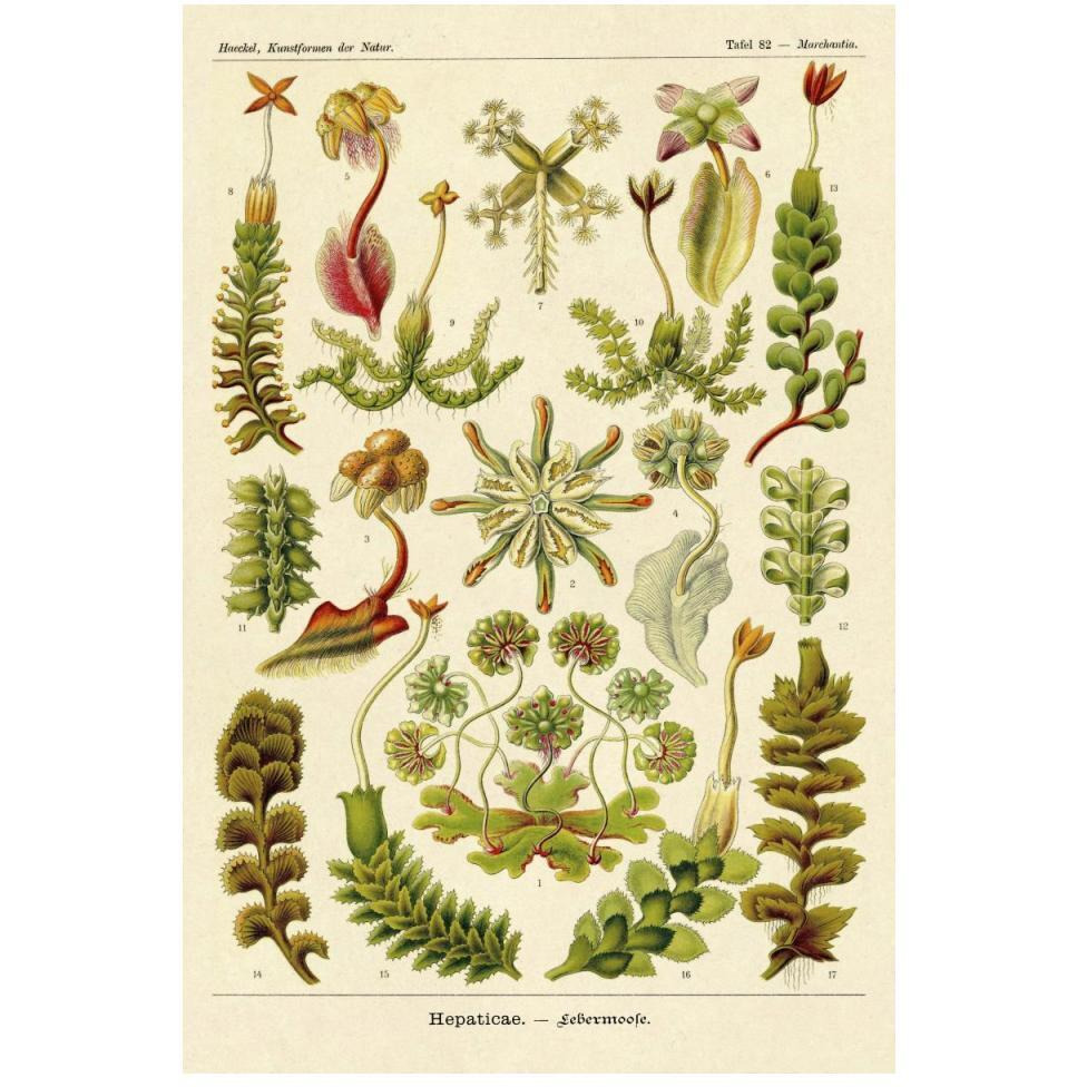 Haeckel Nature Illustrations Corals-Paper Art-34&quotx50"
