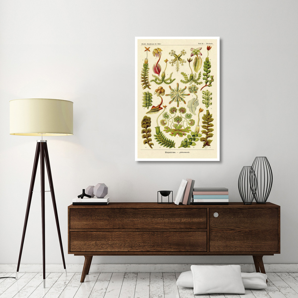 Haeckel Nature Illustrations Corals-Paper Art-34&quotx50"