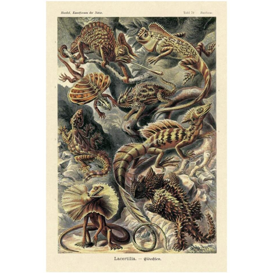 Haeckel Nature Illustrations Lizards-Paper Art-26&quotx38"