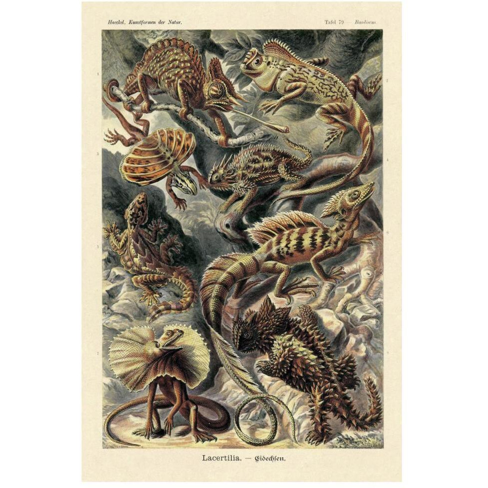 Haeckel Nature Illustrations Lizards-Paper Art-34&quotx50"