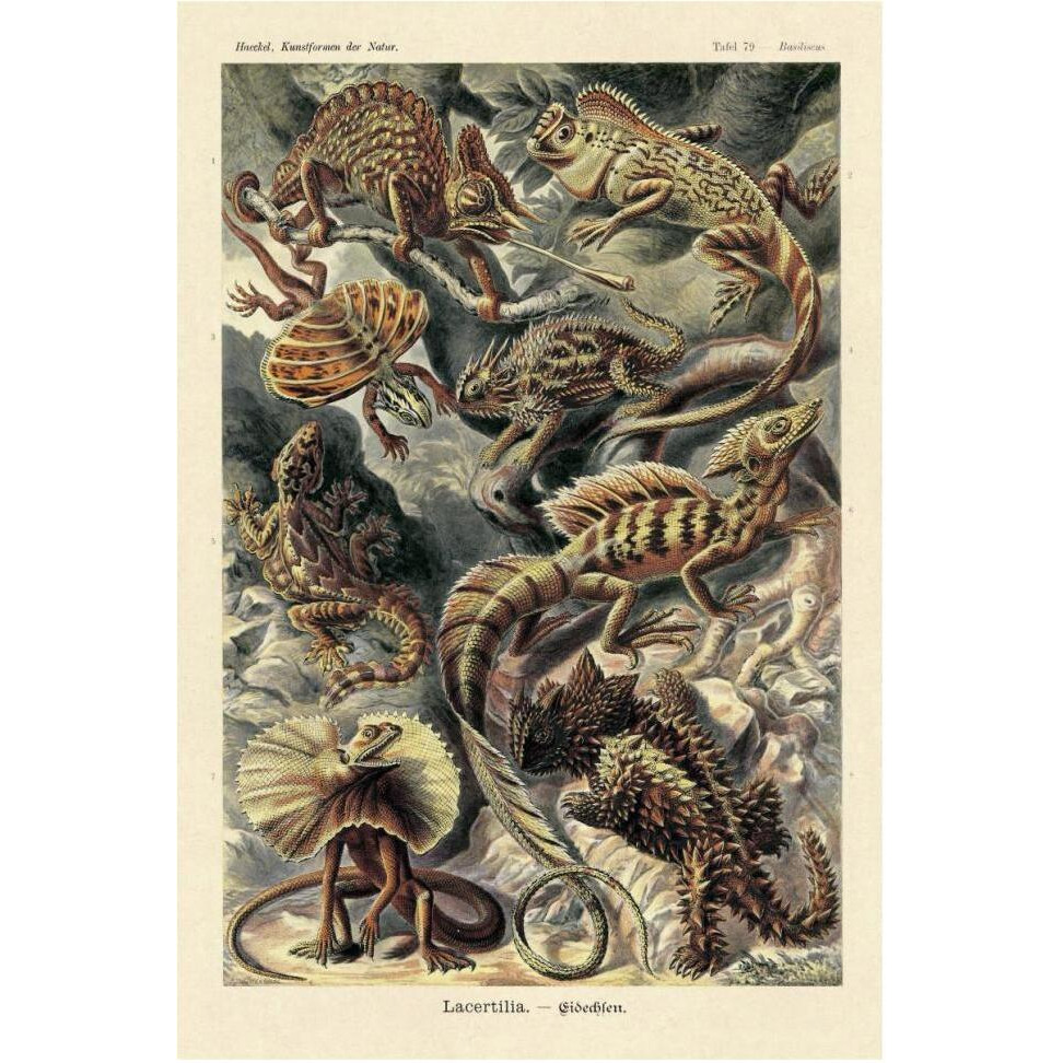 Haeckel Nature Illustrations Lizards-Paper Art-42&quotx62"