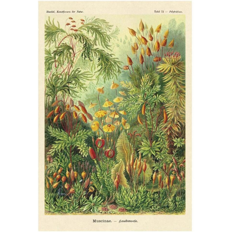 Haeckel Nature Illustrations Muscinae-Paper Art-14&quotx20"