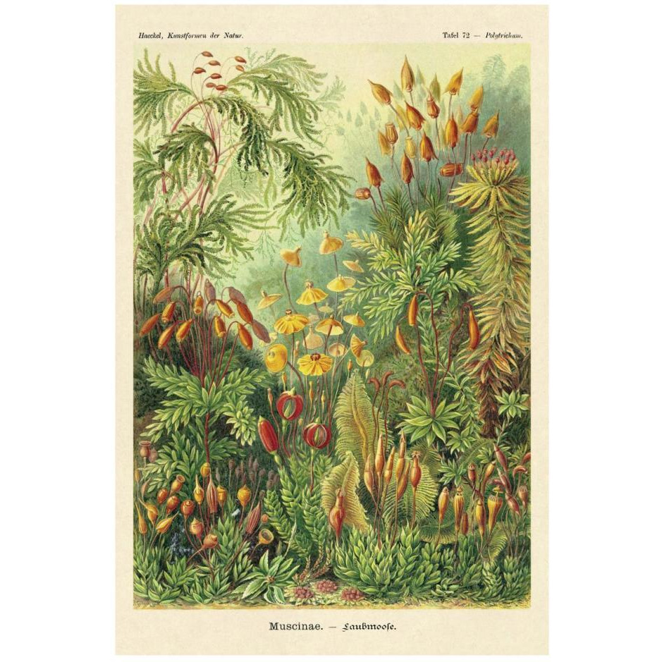 Haeckel Nature Illustrations Muscinae-Paper Art-18&quotx26"