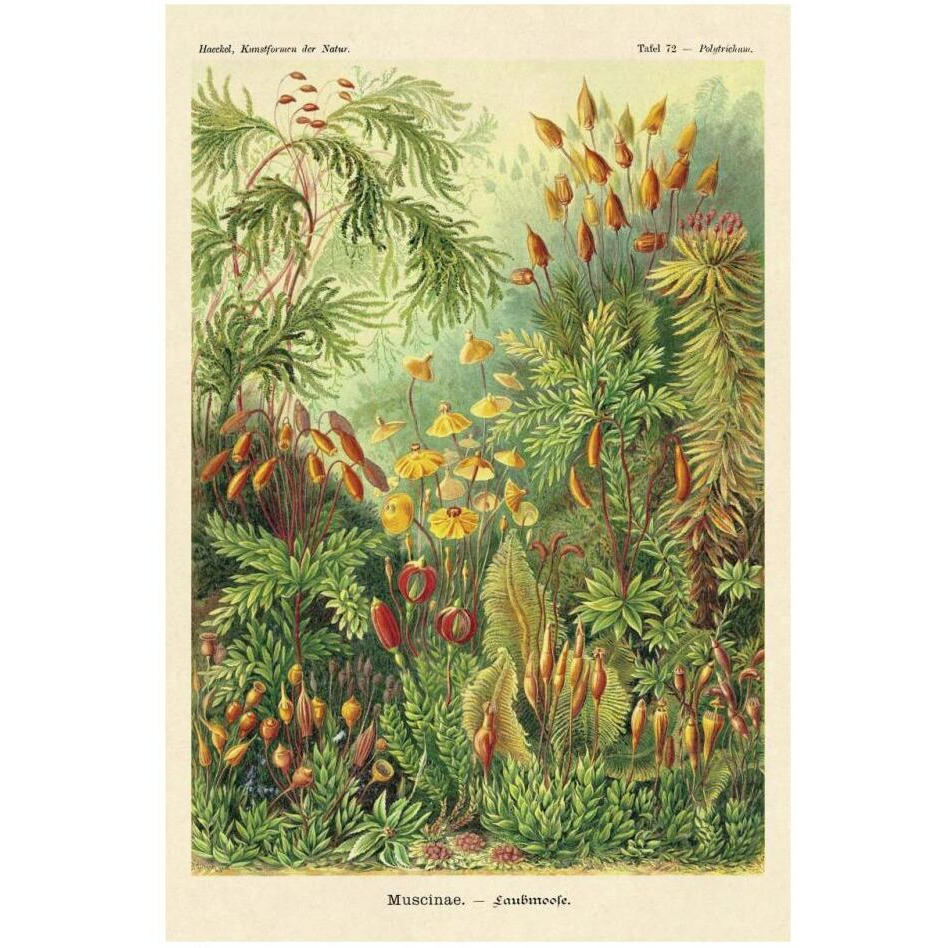 Haeckel Nature Illustrations Muscinae-Paper Art-22&quotx32"