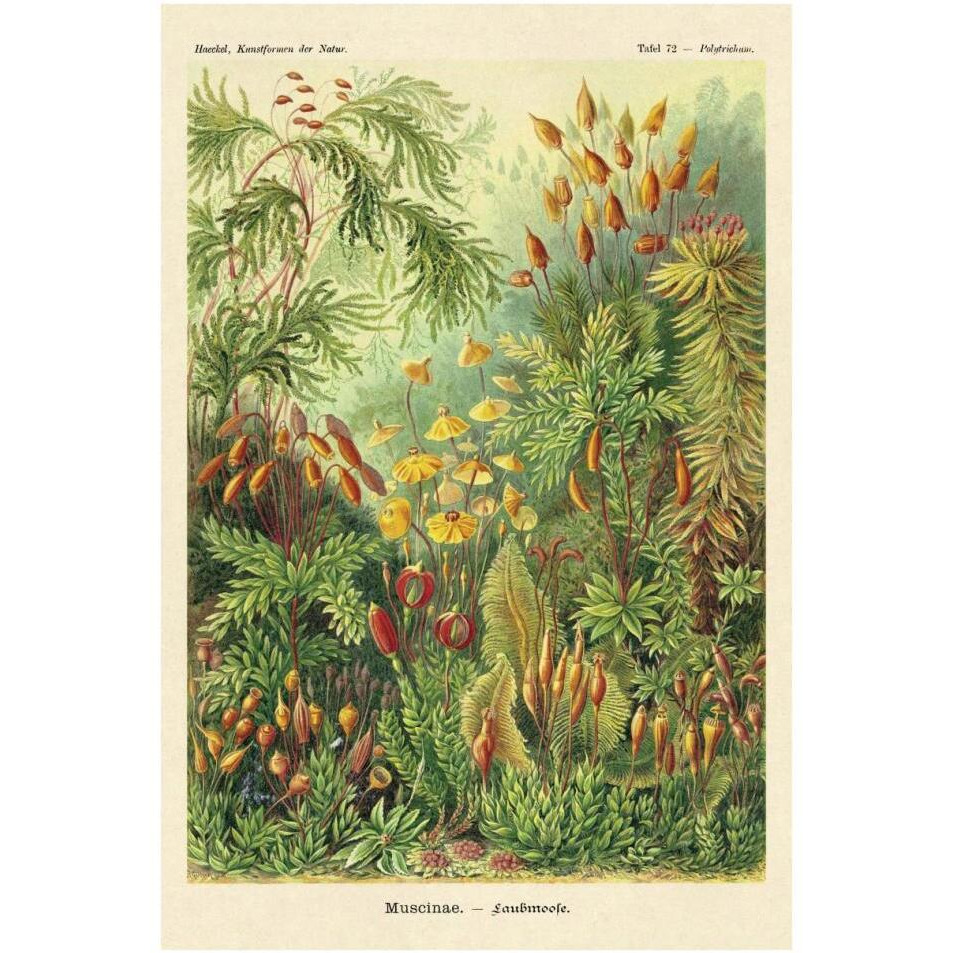 Haeckel Nature Illustrations Muscinae-Paper Art-26&quotx38"