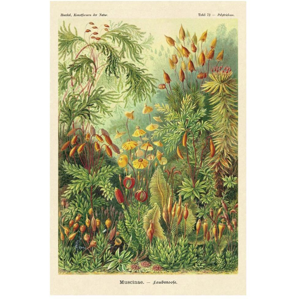 Haeckel Nature Illustrations Muscinae-Paper Art-34&quotx50"