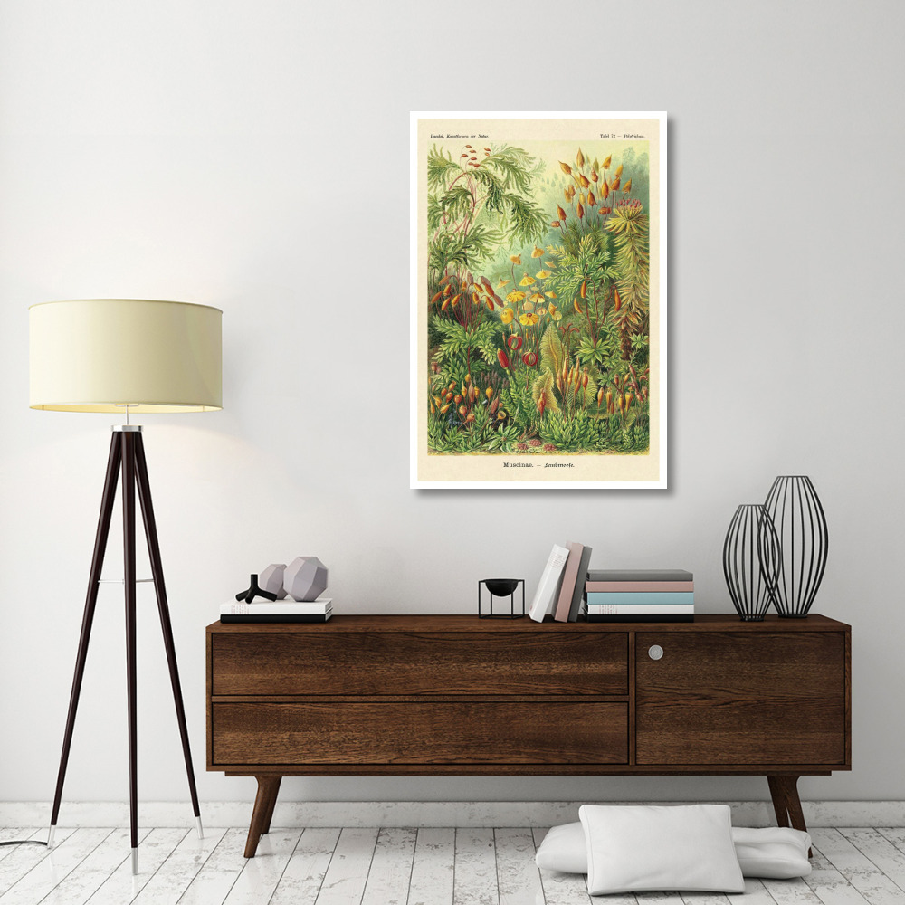 Haeckel Nature Illustrations Muscinae-Paper Art-34&quotx50"