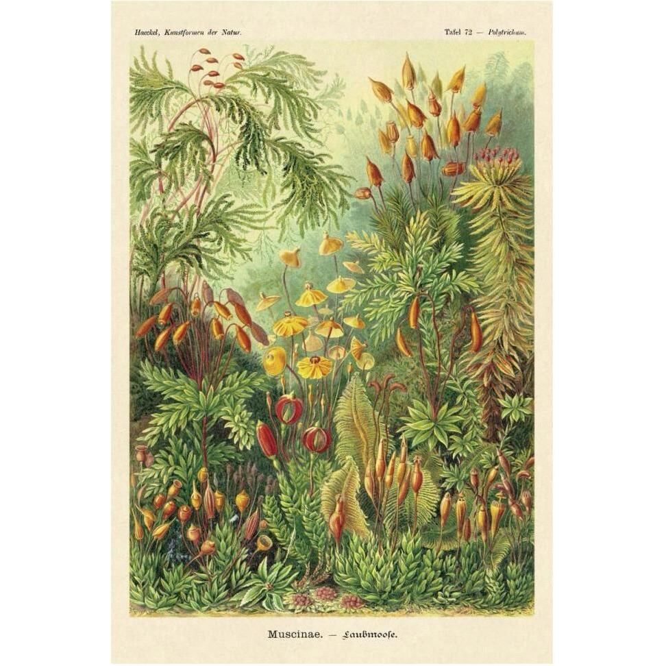 Haeckel Nature Illustrations Muscinae-Paper Art-42&quotx62"