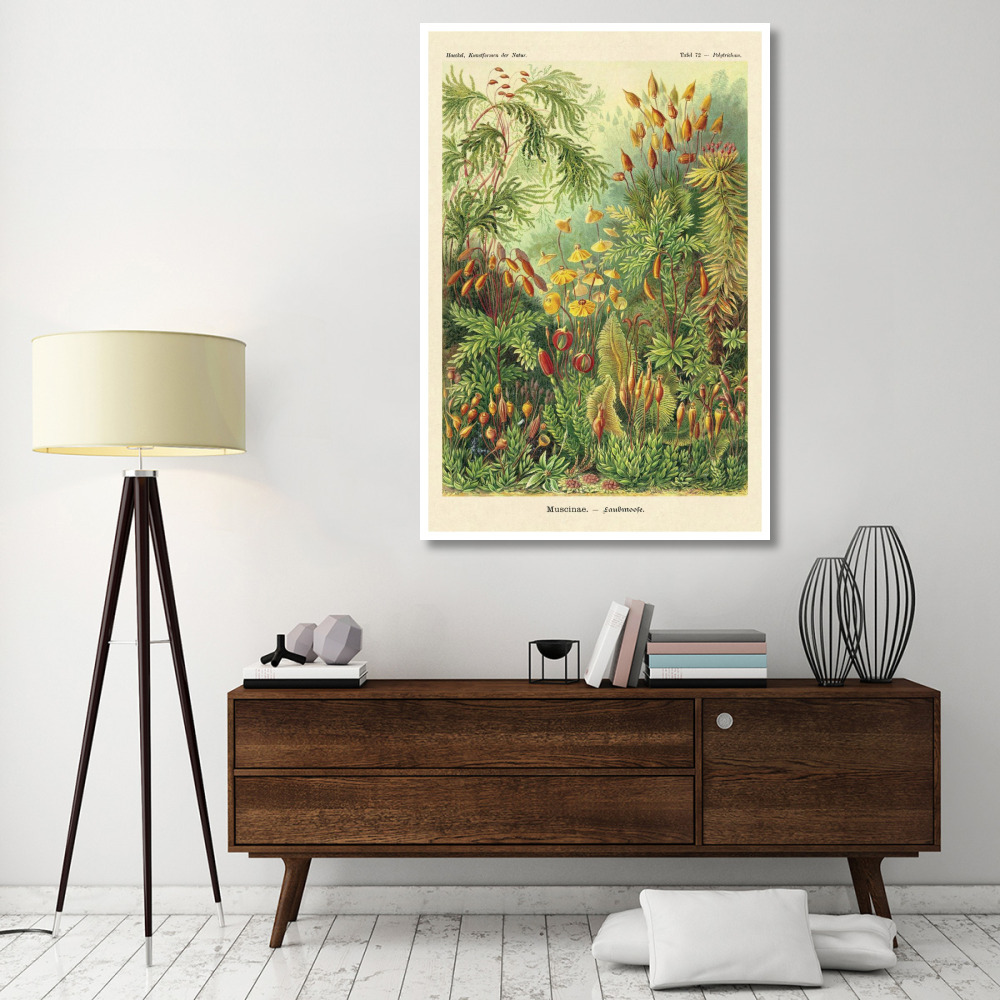 Haeckel Nature Illustrations Muscinae-Paper Art-42&quotx62"