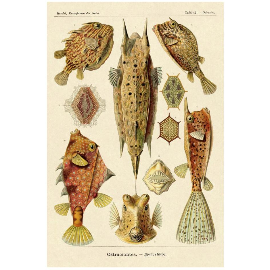 Haeckel Nature Illustrations Boxfish-Paper Art-18&quotx26"