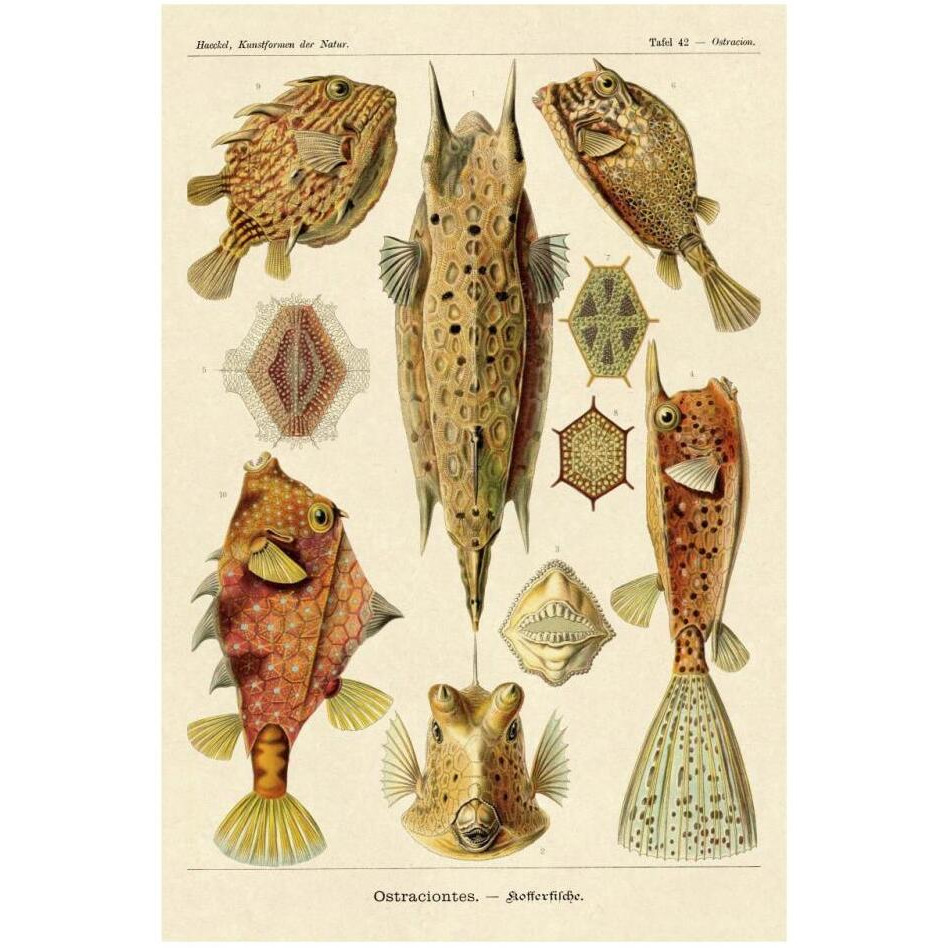Haeckel Nature Illustrations Boxfish-Paper Art-22&quotx32"