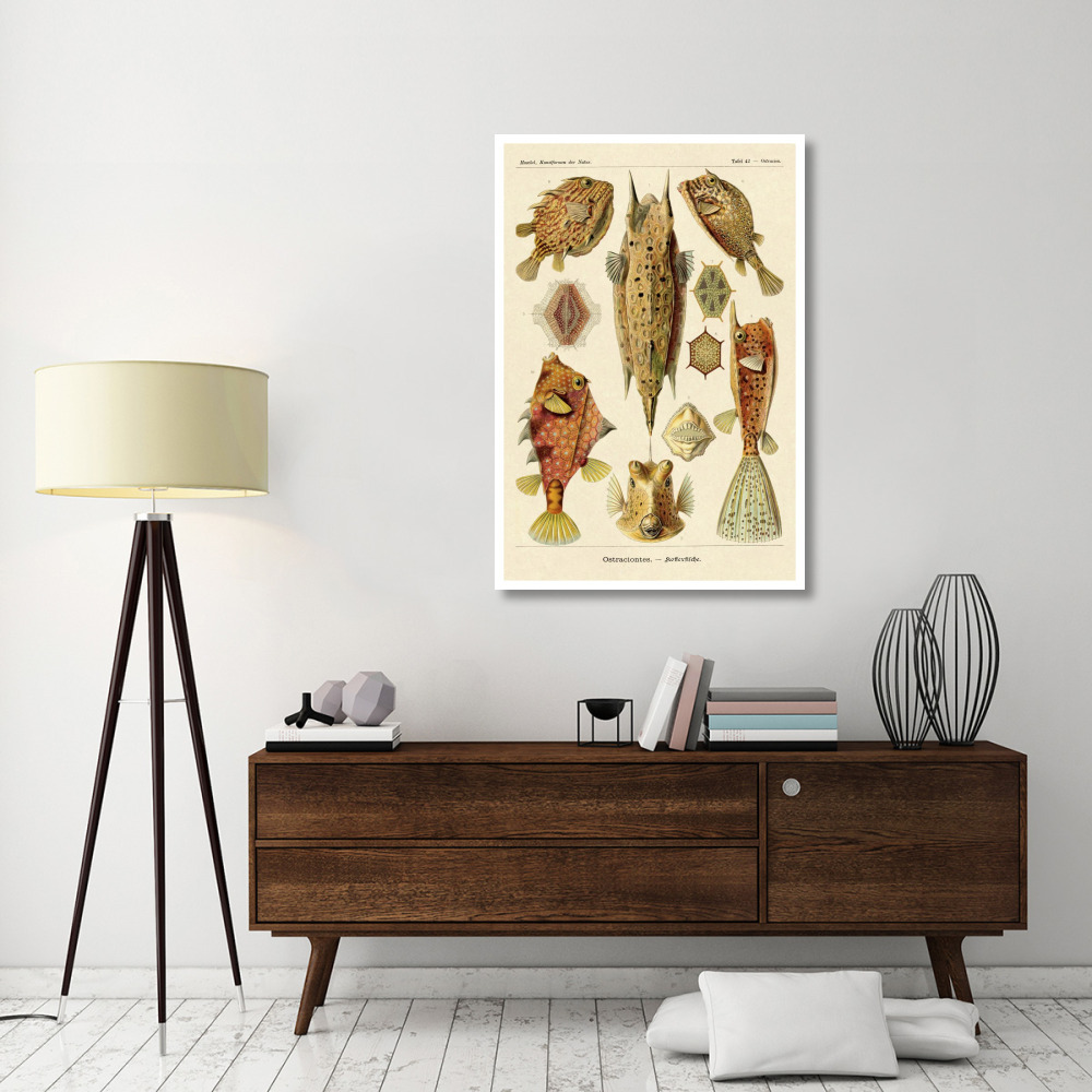 Haeckel Nature Illustrations Boxfish-Paper Art-34&quotx50"