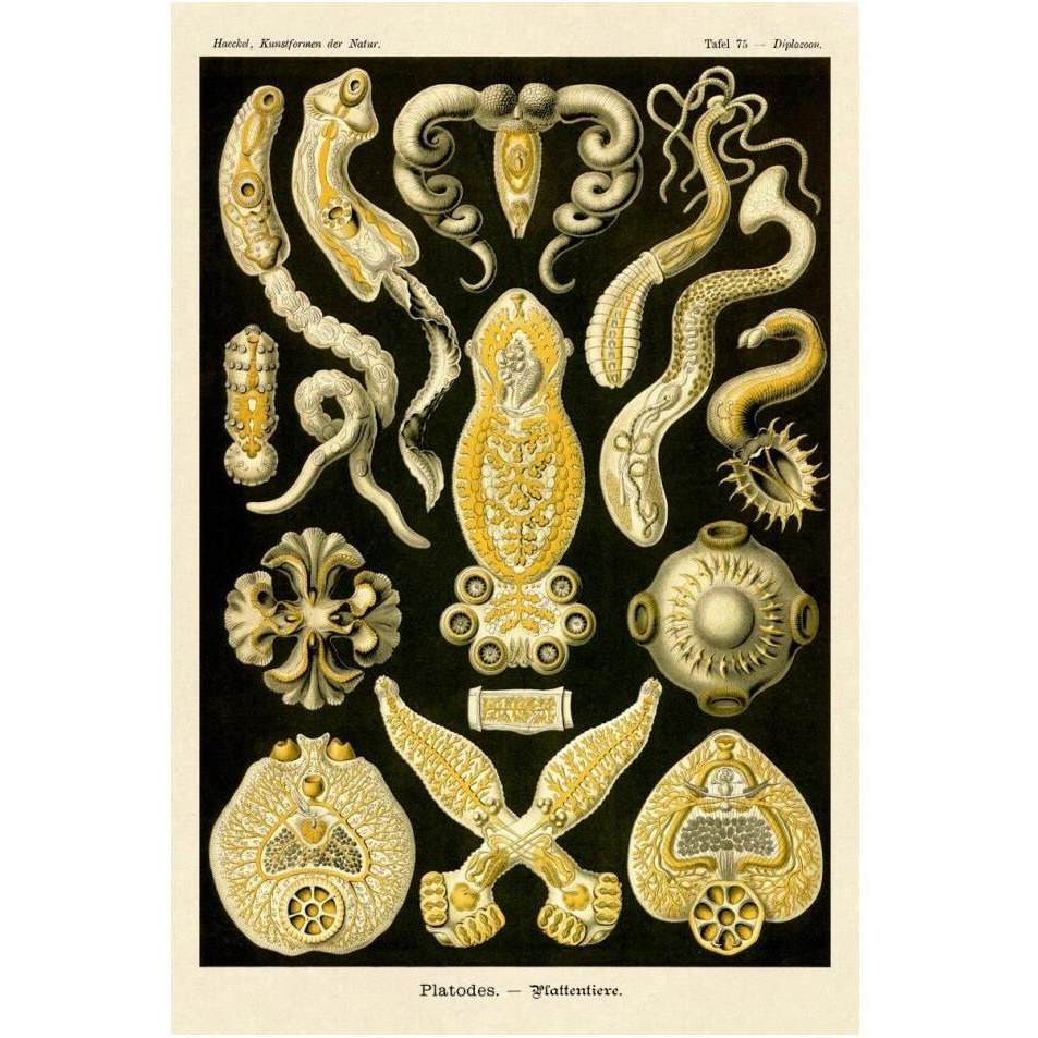 Haeckel Nature Illustrations Flatworms-Paper Art-14&quotx20"