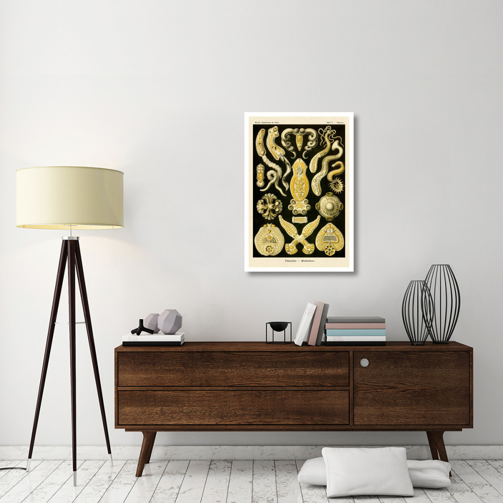 Haeckel Nature Illustrations Flatworms-Paper Art-26&quotx38"