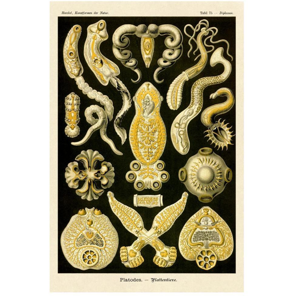Haeckel Nature Illustrations Flatworms-Paper Art-34&quotx50"
