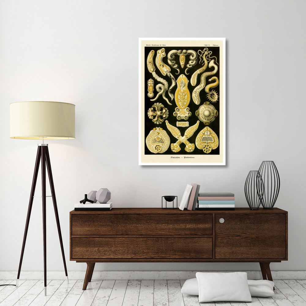 Haeckel Nature Illustrations Flatworms-Paper Art-34&quotx50"