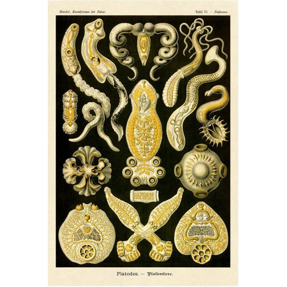 Haeckel Nature Illustrations Flatworms-Paper Art-42&quotx62"