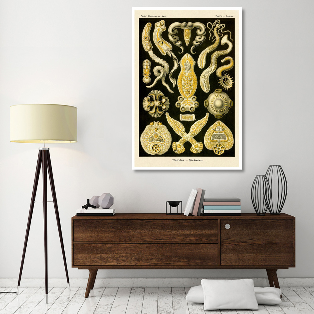 Haeckel Nature Illustrations Flatworms-Paper Art-42&quotx62"