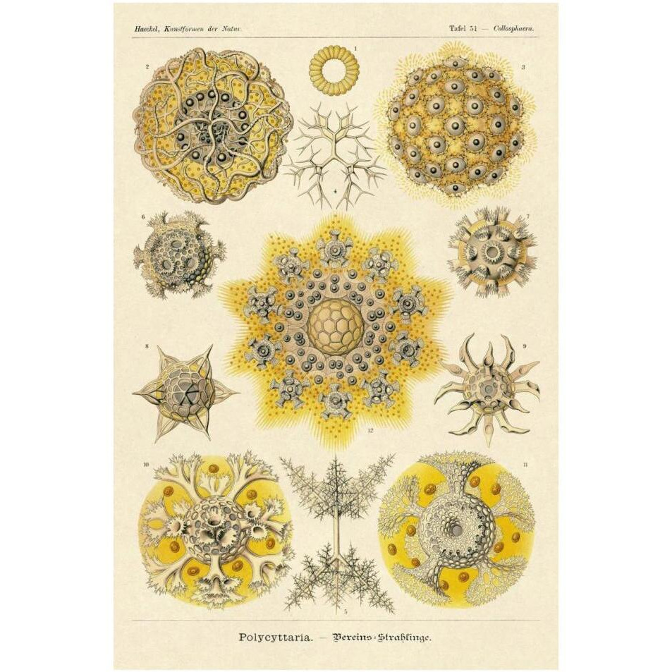 Haeckel Nature Illustrations Polycytaria Radiolaria-Paper Art-26&quotx38"