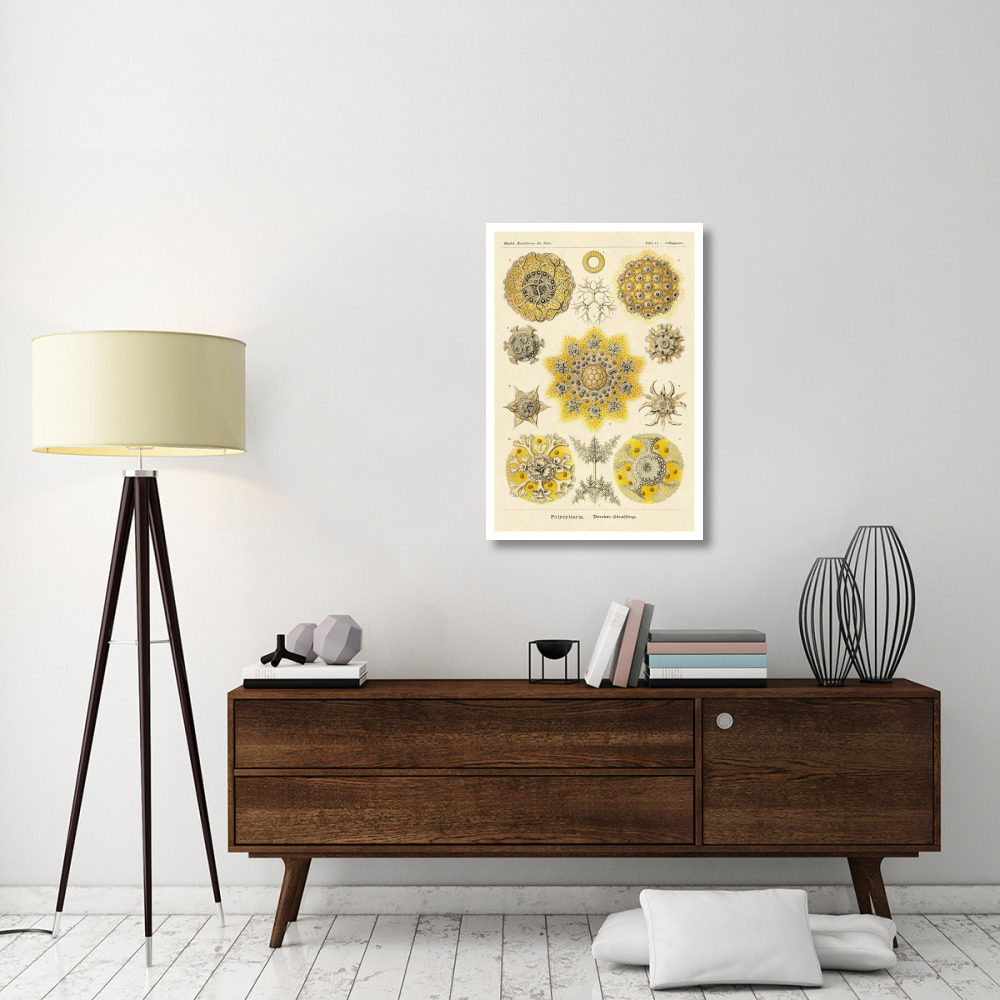 Haeckel Nature Illustrations Polycytaria Radiolaria-Paper Art-26&quotx38"