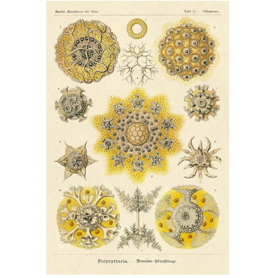 Haeckel Nature Illustrations Polycytaria Radiolaria-Paper Art-34&quotx50"