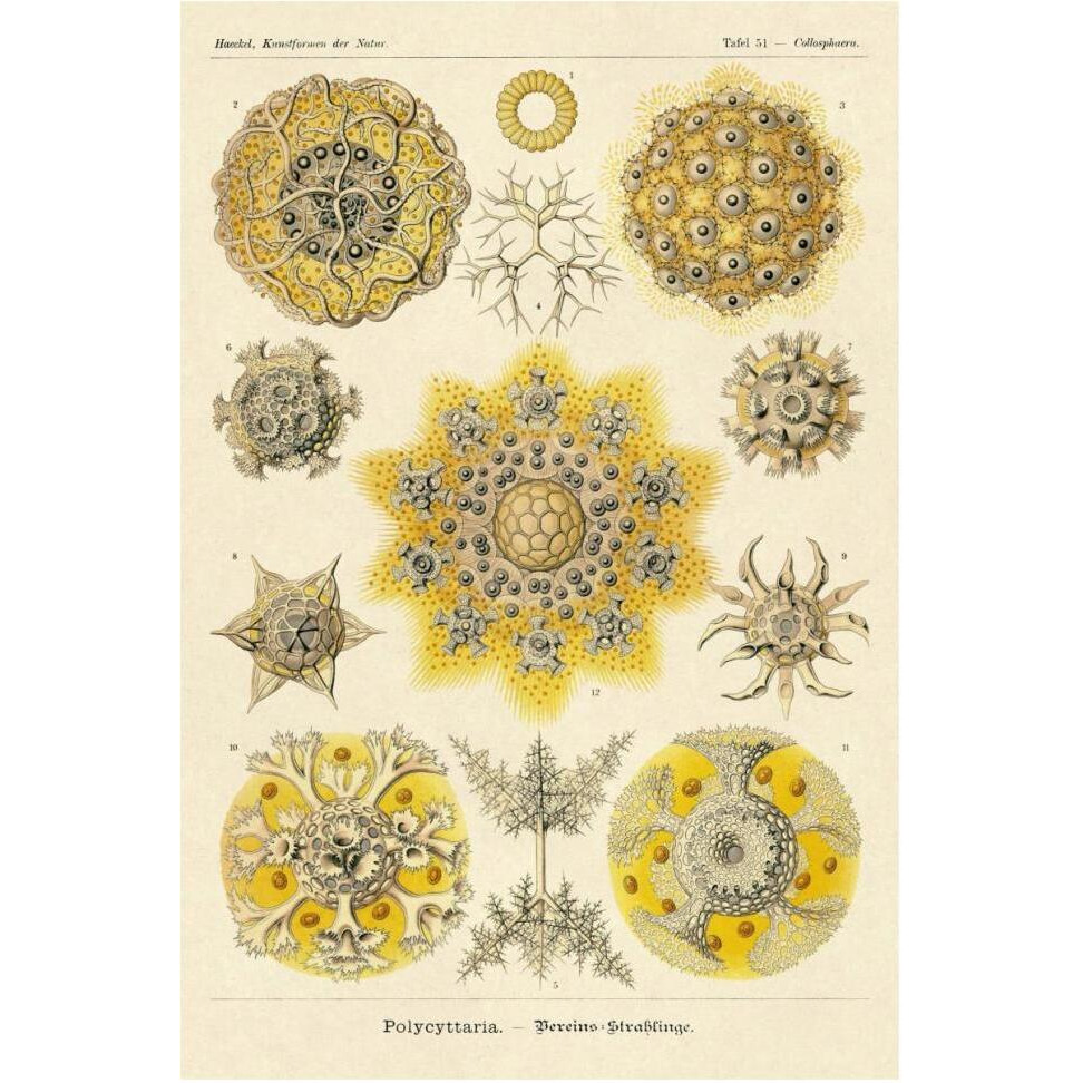 Haeckel Nature Illustrations Polycytaria Radiolaria-Paper Art-42&quotx62"