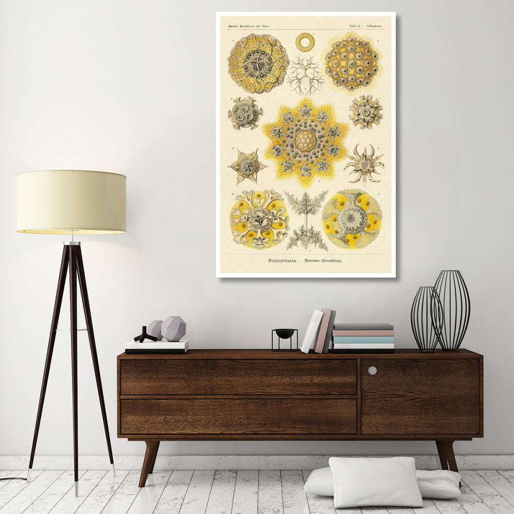 Haeckel Nature Illustrations Polycytaria Radiolaria-Paper Art-42&quotx62"