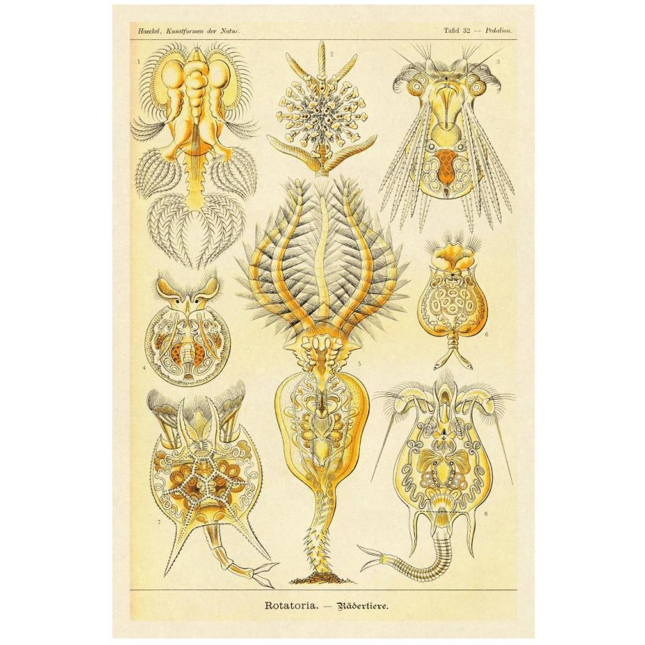 Haeckel Nature Illustrations Rotatoria, rotifera worms-Paper Art-18&quotx26"