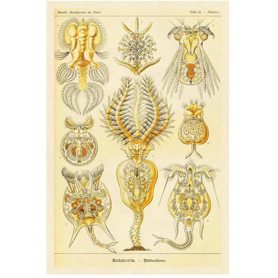Haeckel Nature Illustrations Rotatoria, rotifera worms-Paper Art-34&quotx50"