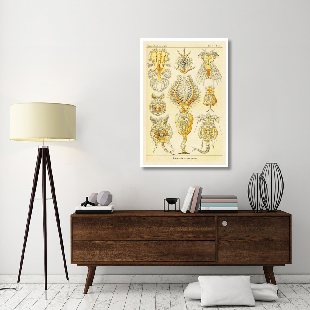 Haeckel Nature Illustrations Rotatoria, rotifera worms-Paper Art-34&quotx50"