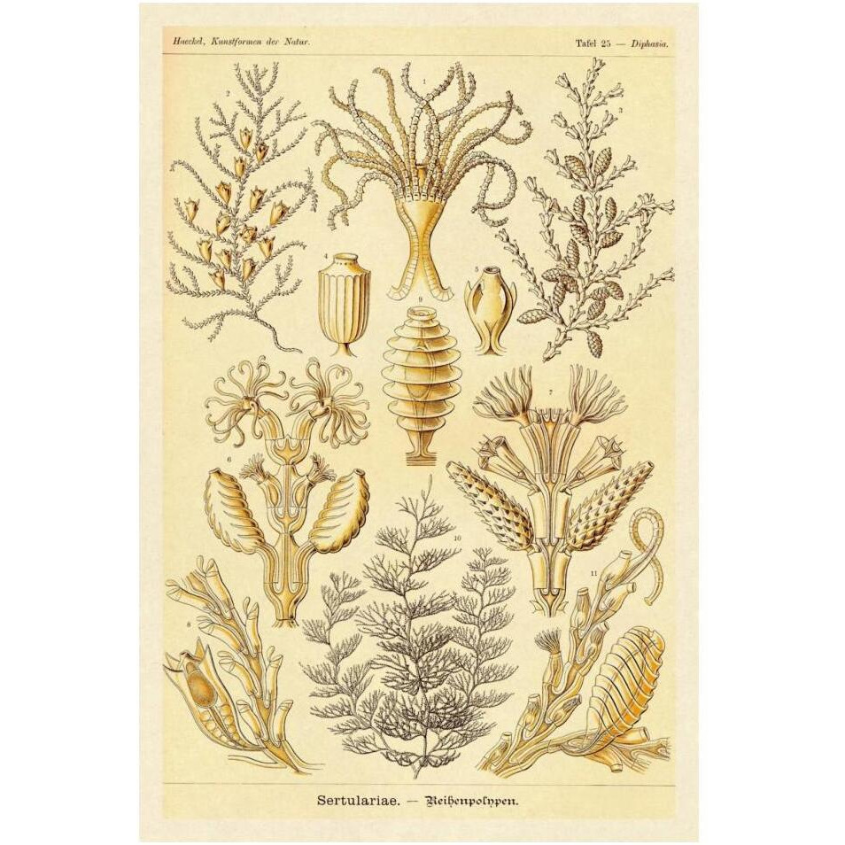 Haeckel Nature Illustrations Sertulariae-Paper Art-14&quotx20"