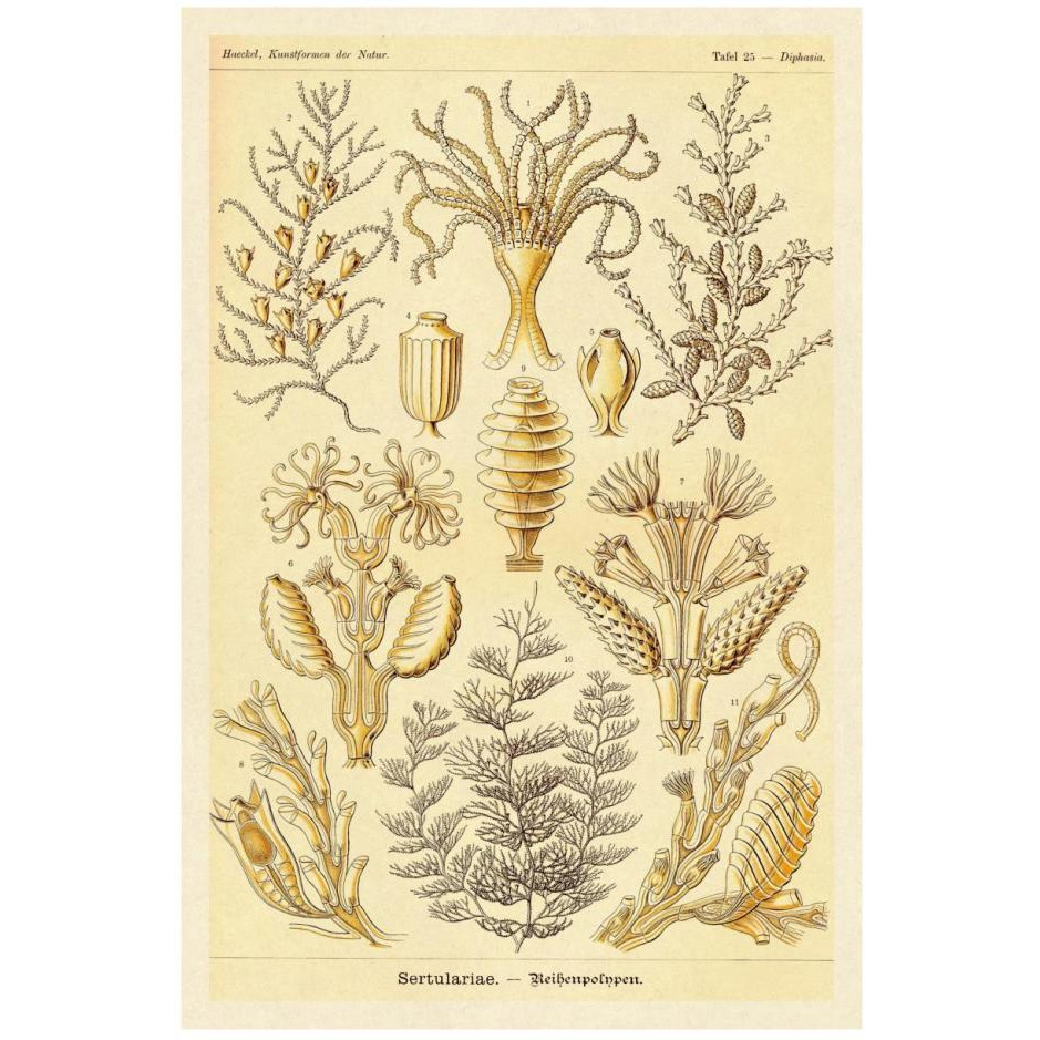 Haeckel Nature Illustrations Sertulariae-Paper Art-18&quotx26"