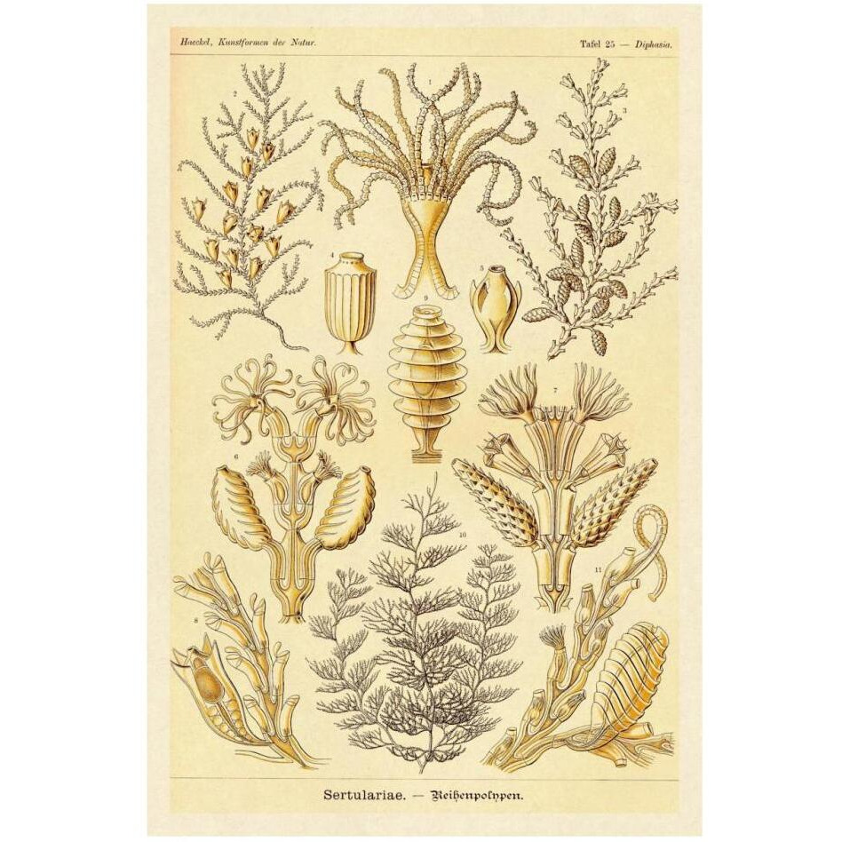 Haeckel Nature Illustrations Sertulariae-Paper Art-22&quotx32"
