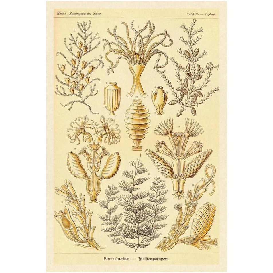 Haeckel Nature Illustrations Sertulariae-Paper Art-26&quotx38"
