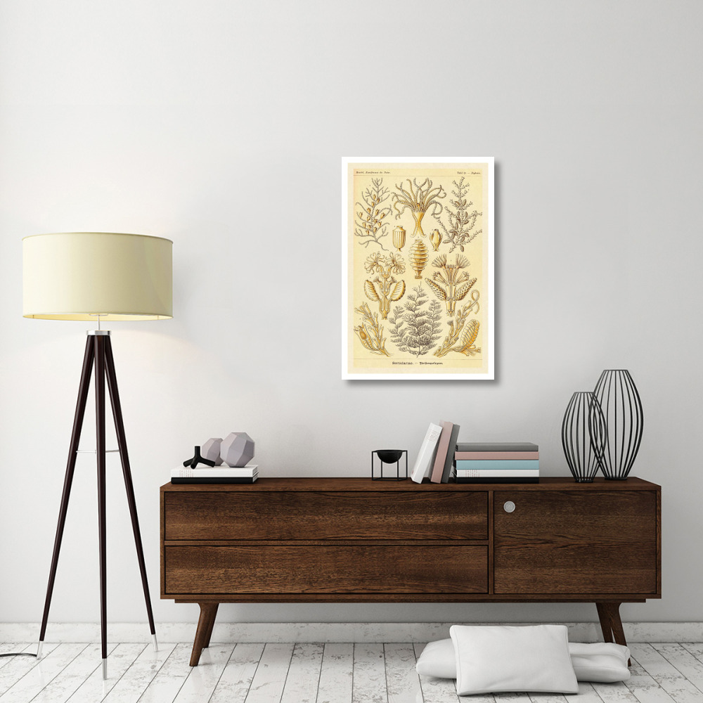 Haeckel Nature Illustrations Sertulariae-Paper Art-26&quotx38"