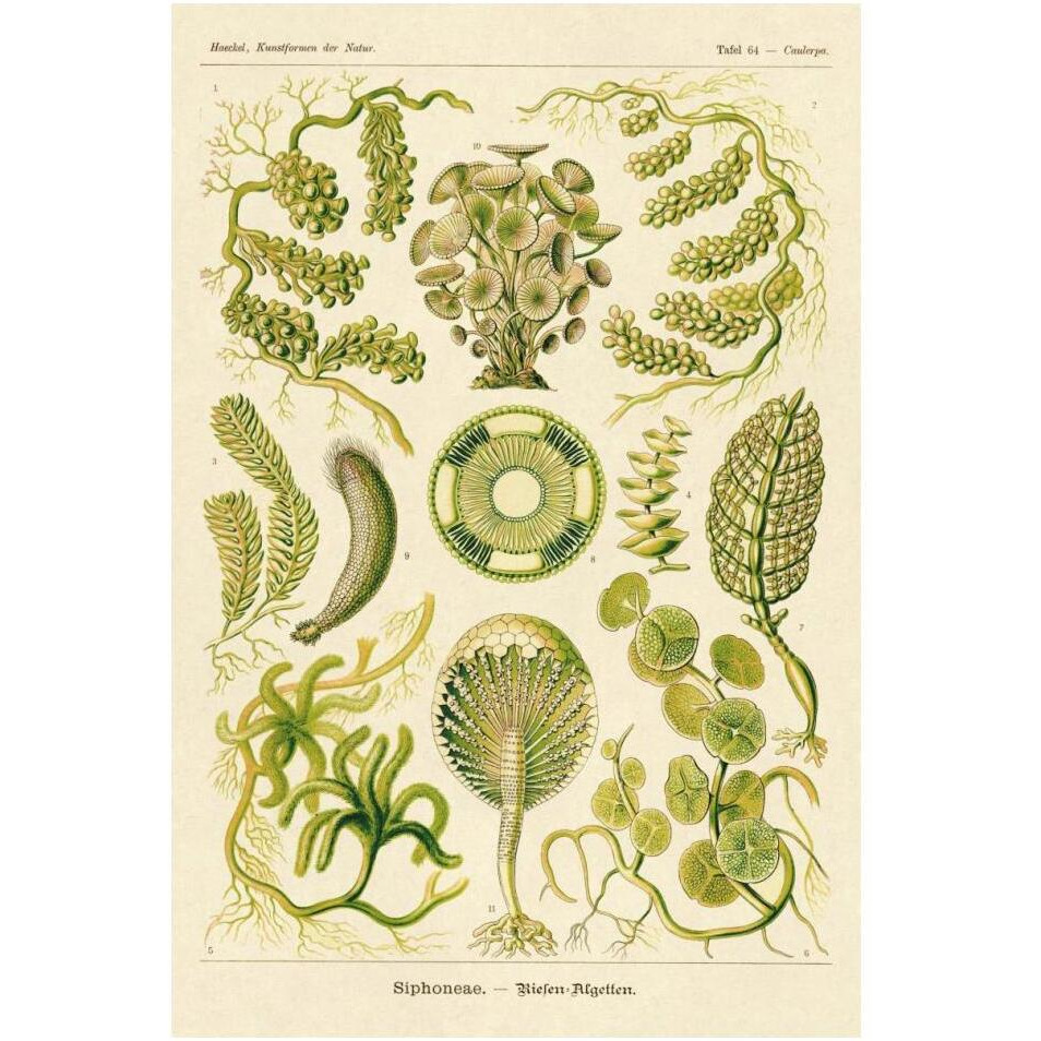 Haeckel Nature Illustrations Siphoneae Hydrozoa-Paper Art-14&quotx20"