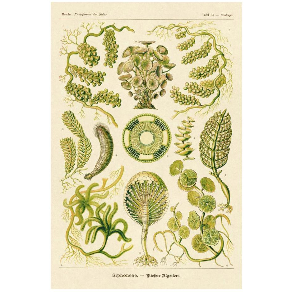 Haeckel Nature Illustrations Siphoneae Hydrozoa-Paper Art-18&quotx26"